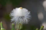 American burnweed